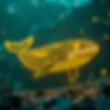 Visual representation of whale addresses in cryptocurrency